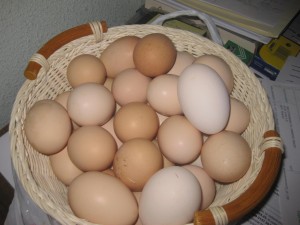 huevos y pimientos 001